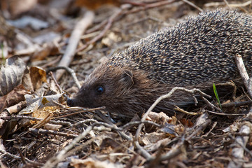 hedgehog in forest spring background