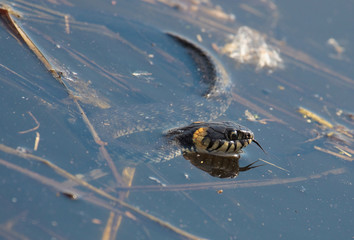 grass snake, called the ringed snake or water snake in lake