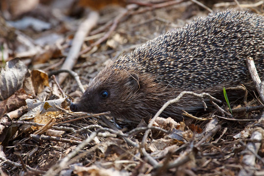 hedgehog in forest spring background