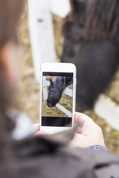 Man taking picture of a horse