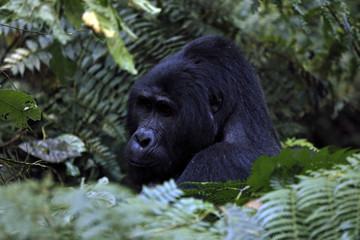 Silverback Gorilla (Gorilla beringei beringei) in Bwindi Impenetrable National Park, Uganda