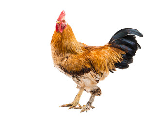 Rooster isolated