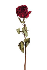 Naklejka premium Red dried rose