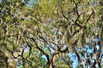 Spanish moss (tillandsia usneoides) hanging from trees in Savannah, Georgia