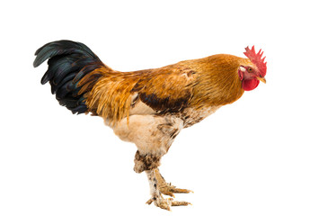 Rooster isolated