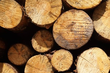 Wood in forest