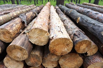 Wood in forest