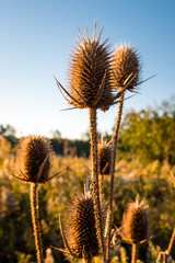 Obraz premium Fall Field Tall