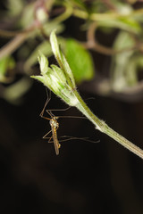 The mosquito dolgonogi, or karamora (lat. Tipulidae) on the shoot of clematis (lat. Clematis)