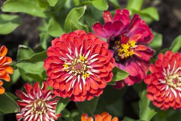 Zinnia elegans, known as youth-and-age, common zinnia or elegant zinnia