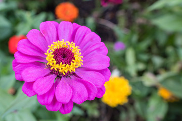 Fototapeta premium Texas Flower