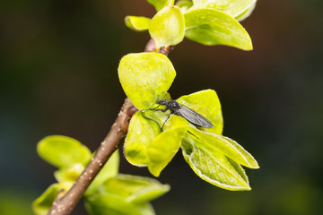 Bibione garden (lat. Bibio hortulanus) in the drops of dew on a young branch of persimmon (lat....