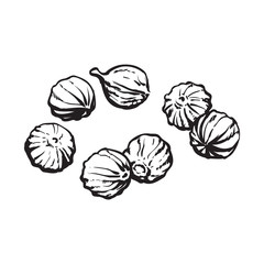 Coriander seeds, sketch style vector illustration isolated on white background. Realistic hand drawing of coriander seeds, popular spice and seasoning