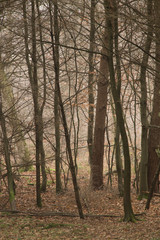 Nebel im Dezemberwald