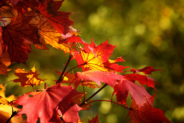 leaves in the autumn aura