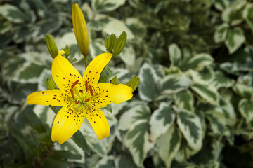Lilium