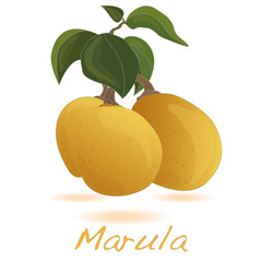 Marula fruit.