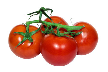 tomatoes branch on a white background