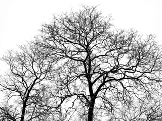 Tree in winter in snow on white background