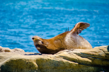 Naklejka premium Seal Sunning