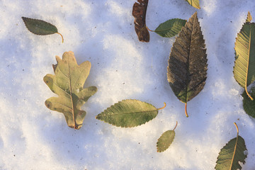 Withered elm and oak leaves on snow
