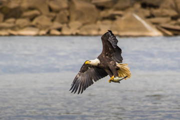 Bald Eagle Fishing