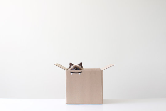 Ragdoll cat hiding in cardboard box with vampire teeth drawing