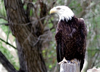 On Watch for America