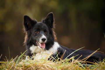 Border Collie im Herbst