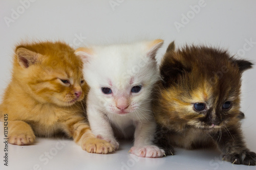 "just new born kitten" Stock photo and royalty-free images ...