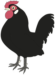 Black cock on white background looking at left.