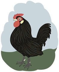 Color  cock on pastel background looking at left.