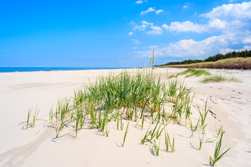 Green grass on sandy beach on coast of Baltic Sea near Lubiatowo village, Poland