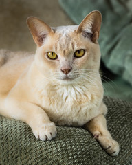 Cat European Burmese Cream Vertical