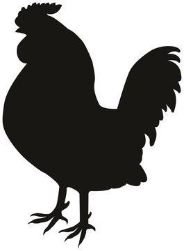 The black silhouette of a cock isolated on white background.