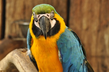 Macaws of World of Birds, Hout Bay, South Africa