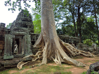 Ta Prohm temple with overgrown banyon tree roots in Siem Reap Cambodia
