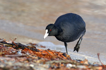 Eurasian coot, Fulica Atra, out of the water exploring the lake shore