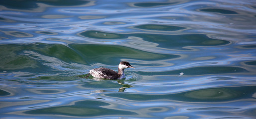 One Horned grebe swimming in blue water