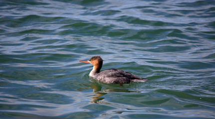 One Red-breasted merganser swimming in blue water