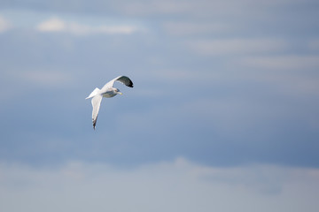 Herring gull flying against a cloudy sky