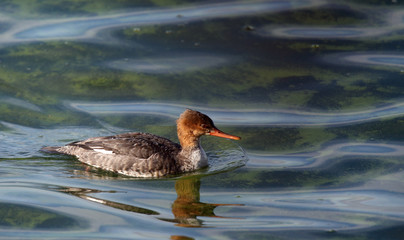 One Red-breasted merganser swimming in clear water