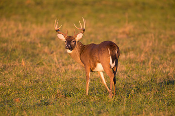 WHITETAIL DEER