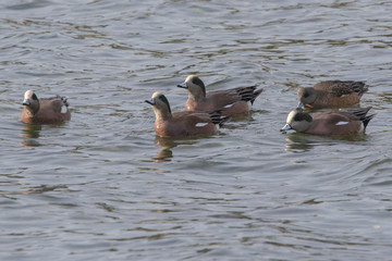 Wigeon ducks swimming in the estuary.