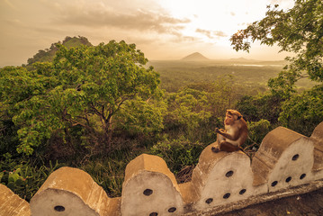 Fototapeta premium Macaques, Red or Temple monkey at the Dambulla cave temple in Sri Lanka 