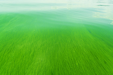 Fototapeta na wymiar Algae floating in polluted water
