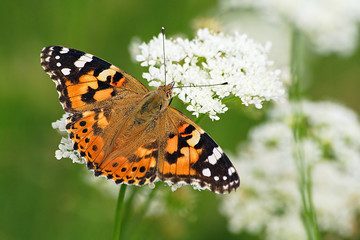 Painted lady on flower