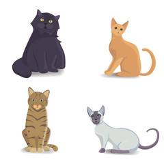 Collection Cats of Different Breeds. Vector isolated cat on white background. Home animal or pets. Fanny kittens faces