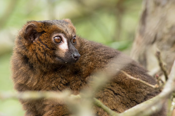 Unknown species of lemur