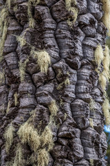 Closeup of Araucaria tree at National Park Nahuelbuta, South of Chile.